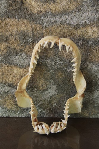 Machoire requin bouledogue - de,
