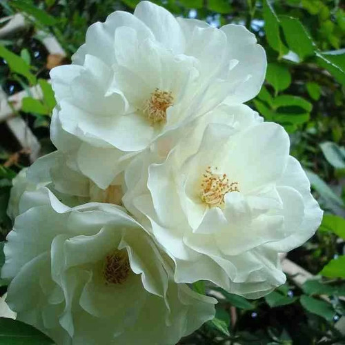 Rosa sans contraintes - rosa,