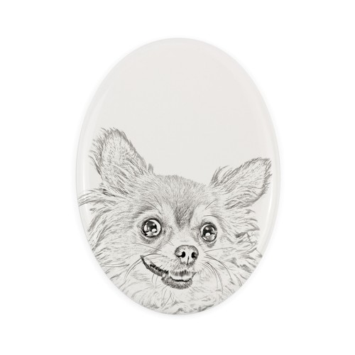 Chihuahua poil long - à, une