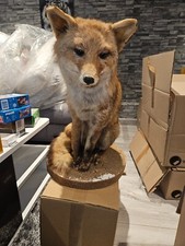 Taxidermie - renard naturalisé / empaillé vintage sur socle Année 1950 .