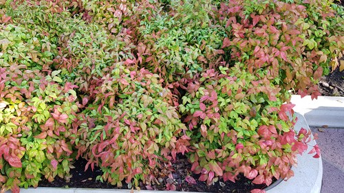 Nandina domestica fire - nandina, power'
