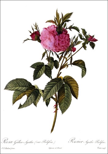 1990 Vintage Print Rose Flower