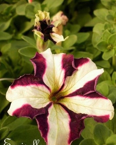 Surfinia pétunia violet - ♫,