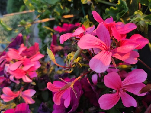 Graines geranium lierre - 10,