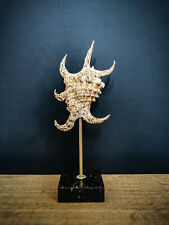 Coquillage Lambis, Socle en