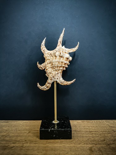 Coquillage lambis socle - lambis,, en