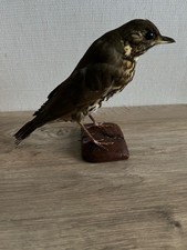 taxidermie de grive musicienne