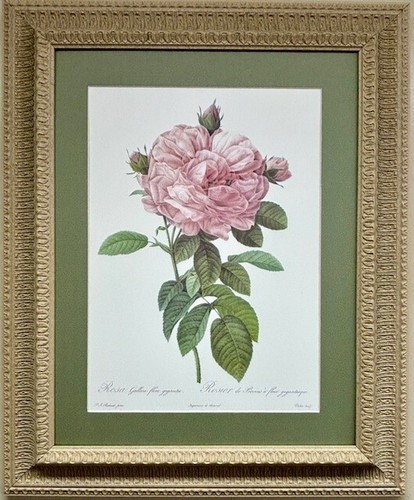 Pierre joseph redouté rosa - , "rosa