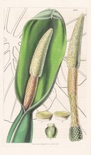 Colocasia Odorata Botanique Fleur Botanique Gravure Cuivre Curtis 3935