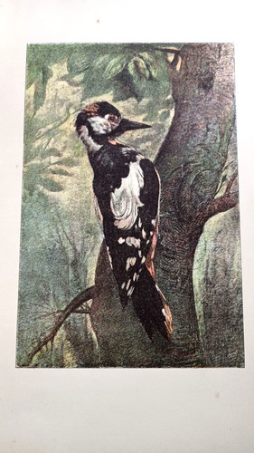 Pic épeiche gravure - , couleur
