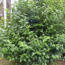 Ligustrum japonicum - Troène
