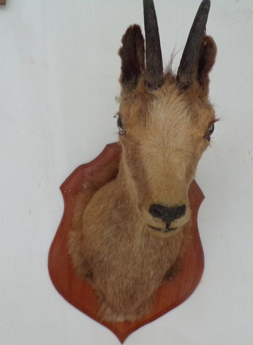 Unetête chamois biche - chamois,