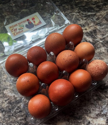 Black copper marans - 18+,