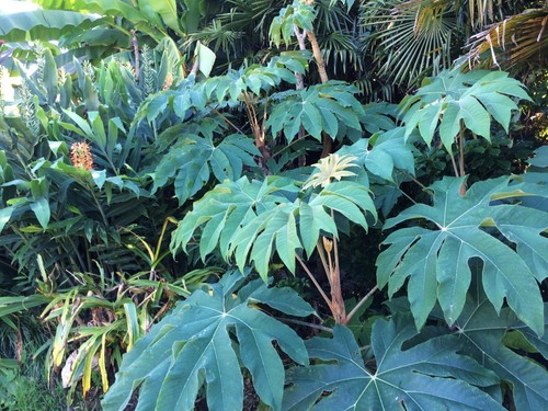 Tetrapanax steroidal giant 1 - tetrapanax,