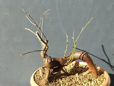 Plante de pommier pommier