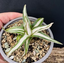 VERY RARE!! Agave Victoriae