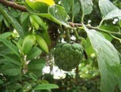 Graines pomme - de,
