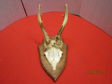 Cornes, trophées de chasse de