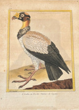Oiseaux Rapace  "L'Urube ou Roi des Vautours de Cayenne"  Buffon & Martinet 1770