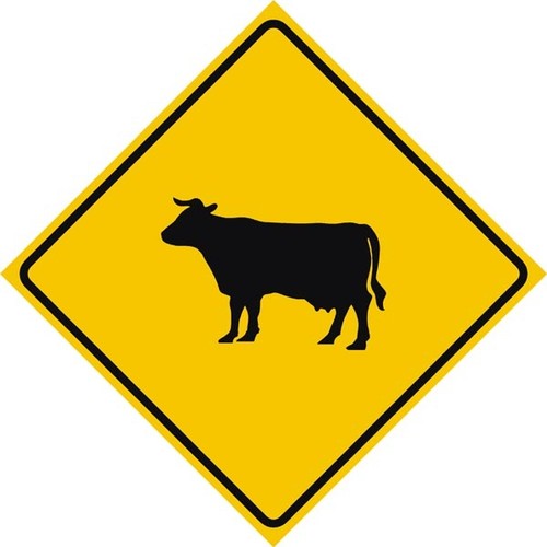 W11 cattle ing - w11-14, x-ing