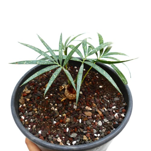 Cycas chevalieri dak rong - chevalieri,