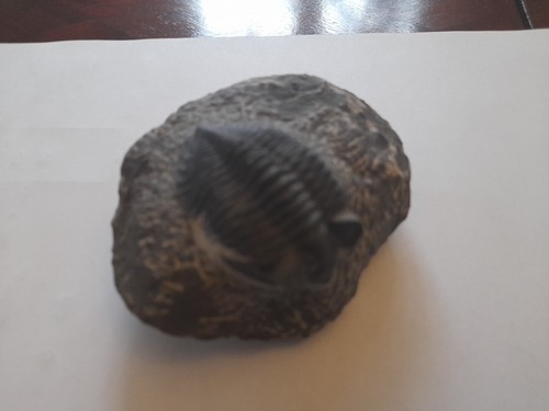 Trilobite fossile sur roche - sur,