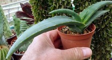 Aloe megalacantha cactus - aloe,