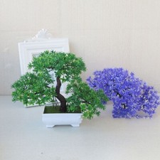 Mini bonsaï d'apparence