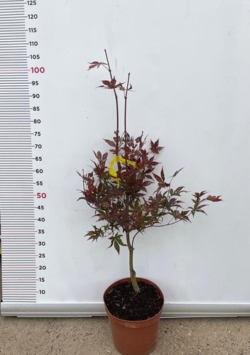 Plante acer palmatum pot 22 - plante,