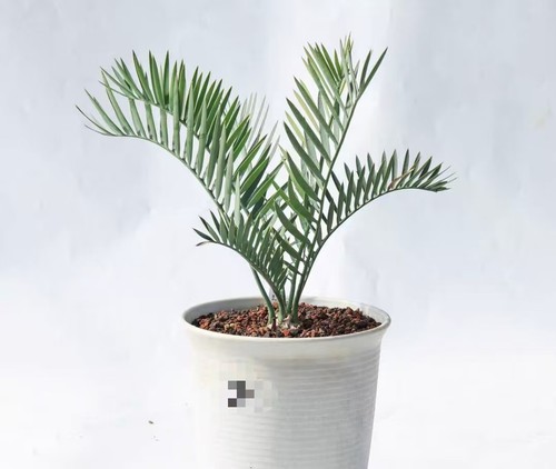 Pot 21cm rare cacti - 21cm,