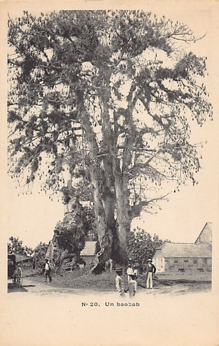 Guadeloupe baobab ed - -, un