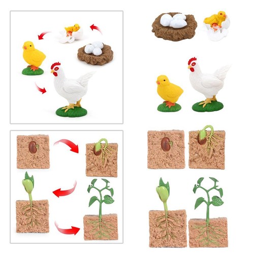 Cycle croissance poule - cycle, de