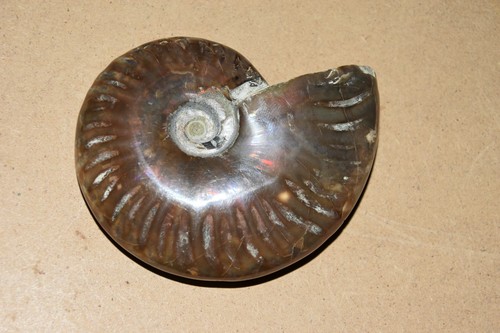 Ammonite aioloceras besairiei - ammonite,