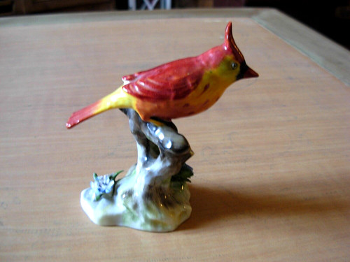 Bel oiseau cardinal - oiseau,