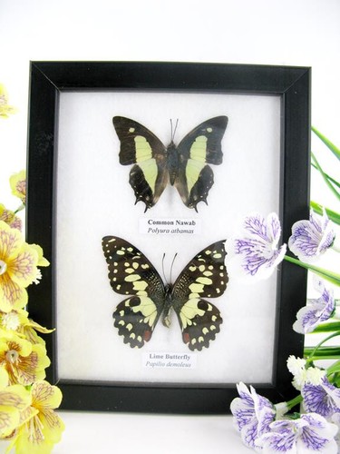 Vrais beaux papillons - vrais,