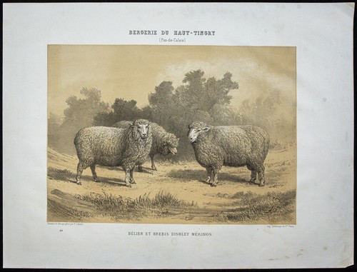 1873 bélier mouton et - 1873,