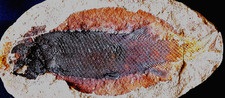Poisson fossile perleidus TRIAS PE24BT Madagascar NW Triassic fossil fish