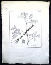 Gravure botanique XVIIIe