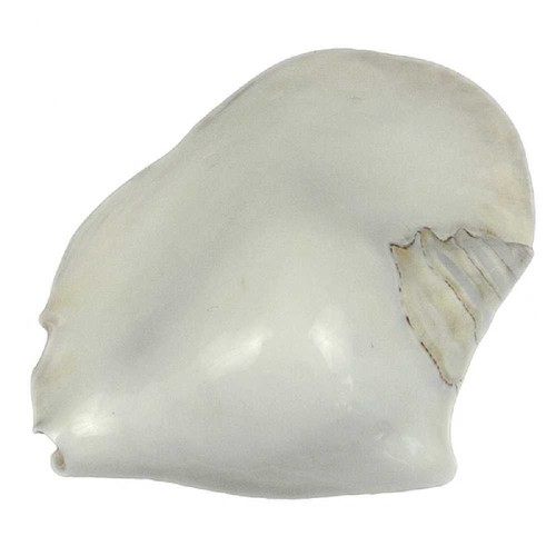 Coquillage strombus latissimus