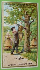 CHROMO 1905 CHOCOLAT GUERIN-BOUTRON INDUSTRIES APICULTURE RECOLTE ESSAIM ABEILLE