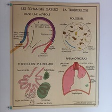 Affiche pédagogique, scolaire - Tableau des sciences ROSSIGNOL - Années 50 - 60