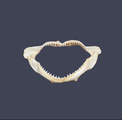 Mâchoire requin borneensis - mâchoire,
