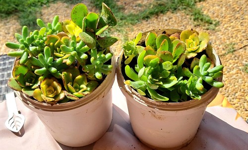 Lot De 2 POTS DE PLANTES