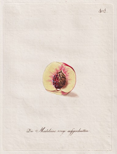 Pfirsich peach pomologie - peach,