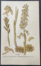 Botanique Néottie Nid