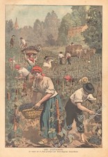 1897 Les Vendanges vendangeurs