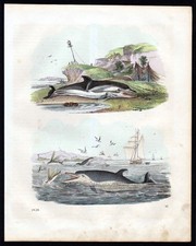 1858 Delphin Delfin Dolphins Lithographie Lithograph