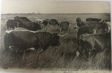 Carte Postale Ancienne Camargue, Masade de Taureaux, Gros Plan