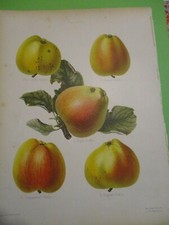 Gravure originale ancienne - Pomme - Fruit -HOGG-SEVEREYNS - 1876-1885