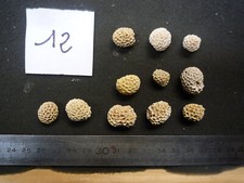 CORAUX - CORAIL B -
